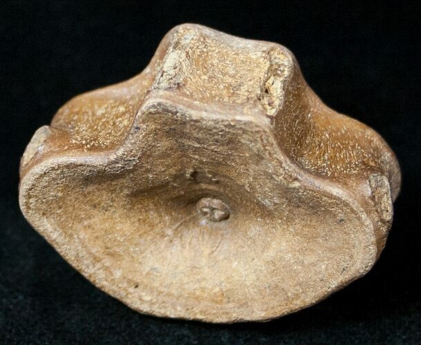 Cretaceous Fish Vertebrae - Hell Creek Formation - Montana #12719